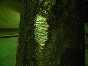 071213-4.gif